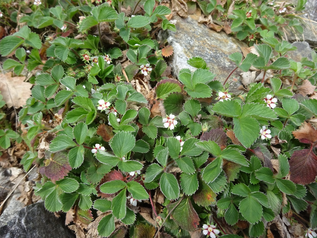 Potentilla micrantha (Rosaceae)